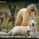 Residencia Y Centro Canino Damelapatita.com – Guardería Canina en Puente la Reina