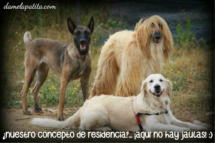 Negocio Residencia Y Centro Canino Damelapatita.com