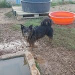 Residencia Y Educación Canina, Gosesplai – Guardería Canina en Càlig