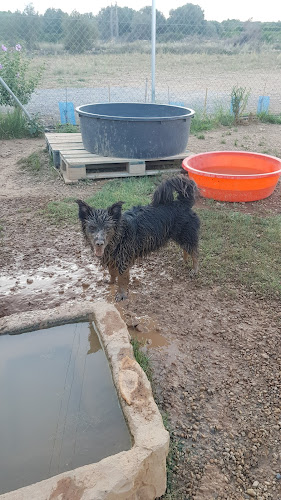 Negocio Residencia Y Educación Canina, Gosesplai