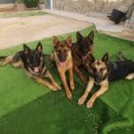 Residencia Y Escuela Canina Ferrican – Guardería Canina en Tavernes de la Valldigna