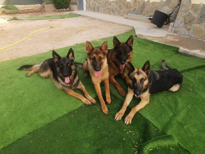 Residencia Y Escuela Canina Ferrican