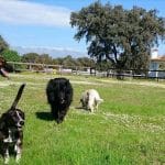 Residencia Y Escuela Canina Pico Chaparral – Guardería Canina en Las Ventas de San Julián