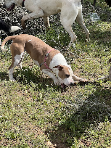 Negocio Residencia Y Guarderia Canina Bella Can
