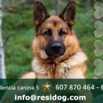 Residog – Guardería Canina en Rafelbunyol