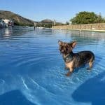 Resort Animal, Gos Aventura, Castellon. – Guardería Canina en Castellón de la Plana