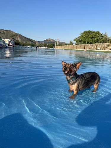 Negocio Resort Animal, Gos Aventura, Castellon.