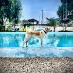 Resort Canino Didugal – Guardería Canina en Fines