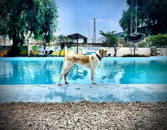 Negocio Resort Canino Didugal