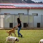 Ruralvet Centro Animal Grijota – Guardería Canina en Grijota