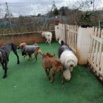Sa Caseta Guardería Canina - Sin Jaulas – Guardería Canina en Algaida