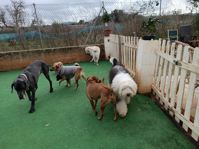 Sa Caseta Guardería Canina - Sin Jaulas