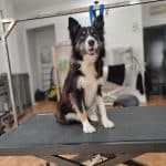 Sa Perrucanina – Guardería Canina en Inca