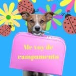 Santuario Josefina Rivero Y Su Perro Willy – Guardería Canina en Güímar
