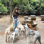 Sapiens Dog - Educación Canina / Adiestramiento Canino / Educación Cachorros – Guardería Canina en Sant Martí