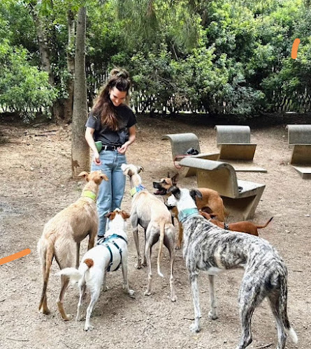 Negocio Sapiens Dog - Educación Canina / Adiestramiento Canino / Educación Cachorros