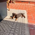 Saving Slippers Dog Training – Guardería Canina en Sants-Montjuïc