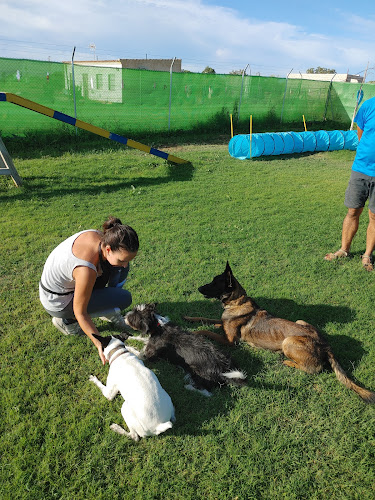 School4Dogs
