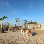 Seguracan Centro Canino – Guardería Canina en Alacant