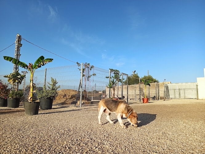 Seguracan Centro Canino