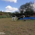 Servicio Canino Bizkaia – Guardería Canina en Urdúliz