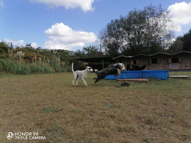 Servicio Canino Bizkaia