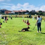 Servicios Caninos – Guardería Canina en Santander