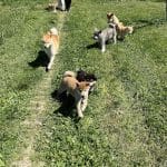 Shun'you Kensha – Guardería Canina en Urbina