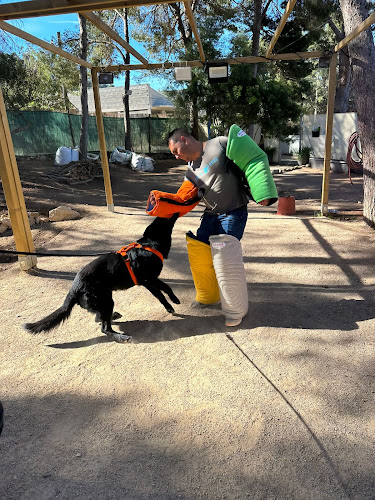 Negocio Social Dogs Mallorca