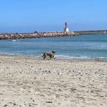 Soclarkan – Guardería Canina en Paterna