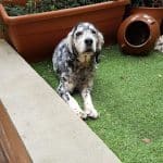 Son Batlet – Guardería Canina en Sencelles