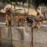 Stacy Guarderia&Peluqueria Canina – Guardería Canina en L'Eixample