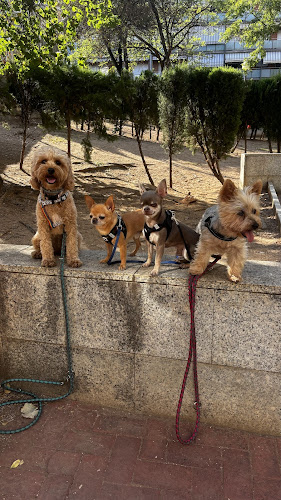 Negocio Stacy Guarderia&Peluqueria Canina
