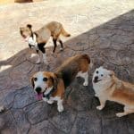 Tera-Can – Guardería Canina en Alicante