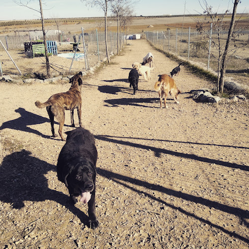 Negocio Territorio Canino