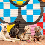 The Flaneurs In Barcelona – Guardería Canina en L'Eixample
