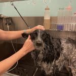 The Place Peluquería Y Guardería Canina – Guardería Canina en Chamberí