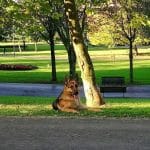 Thoky Guau Educación, Alojamiento, Guardería, Paseos Y Venta De Productos Caninos. – Guardería Canina en Bilbao