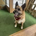 Todo Huellas – Guardería Canina en Palencia