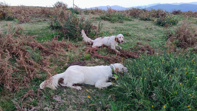 Negocio Toranpas Setters