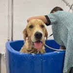 Tres Cans – Guardería Canina en Felanitx