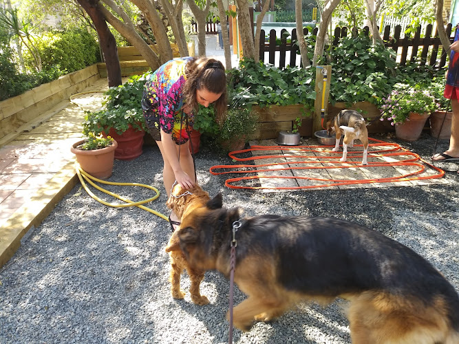 Negocio Tres Pirañas Educación Y Residencia Canina