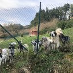 Troylo Hotel Canino – Guardería Canina en Gueñes