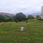 Trufas Y Zarpas – Guardería Canina en Astrabudua