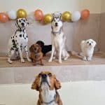 Trufoides – Guardería Canina en Madrid