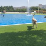 Trust Resort Canino – Guardería Canina en Ondara