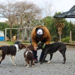 Tu Huella Academy – Guardería Canina en Ciudad Real
