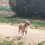 Tucan Mascotas – Guardería Canina en Teruel