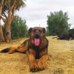 Tumburú – Guardería Canina en Riudoms