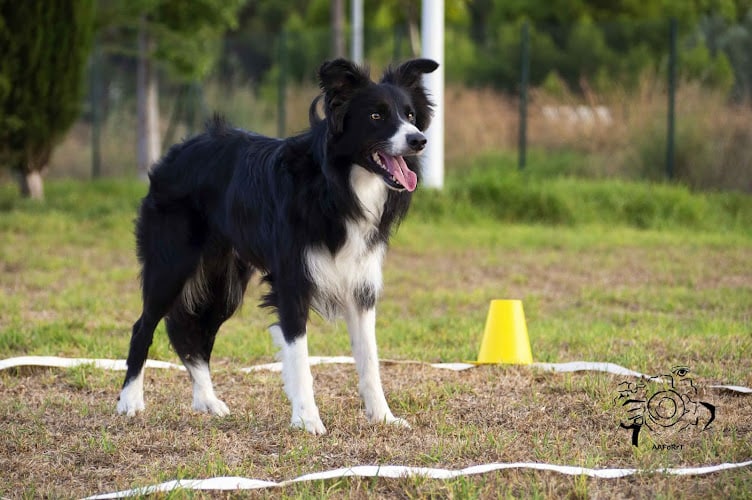 Túria Canina